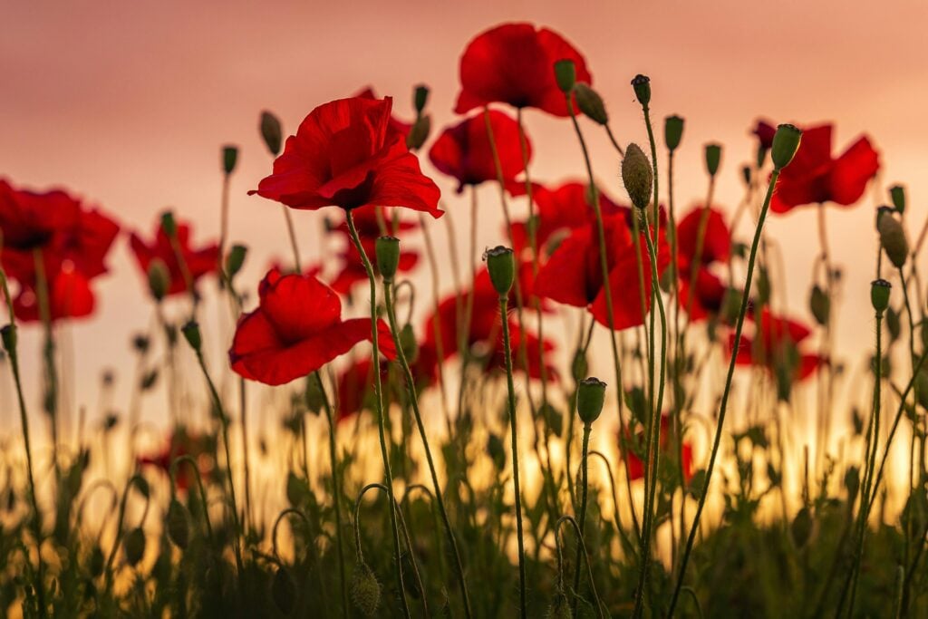 Armistice Day