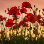 Armistice Day