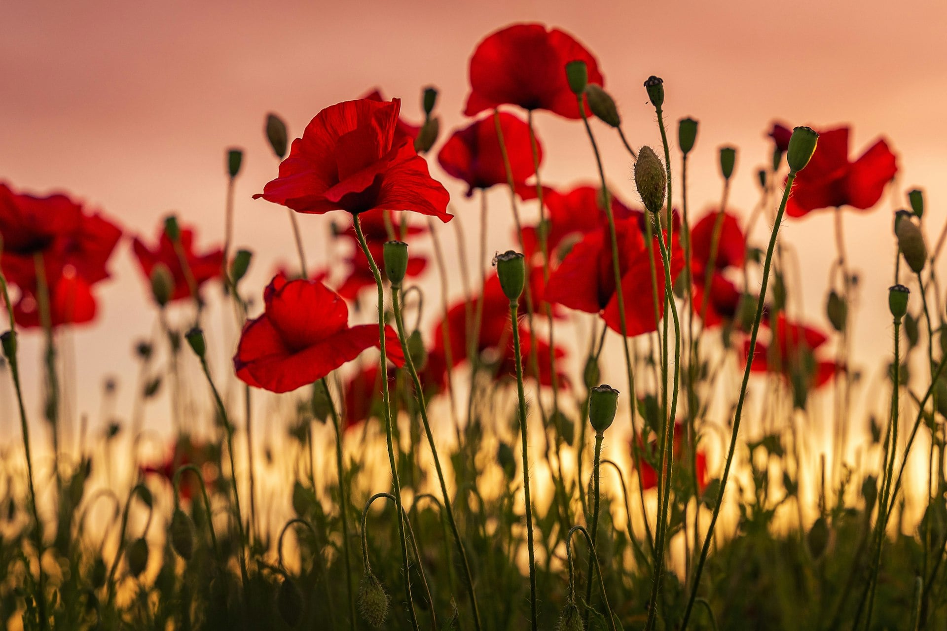 Red poppies in a field at evening — Armistice Day remembrance