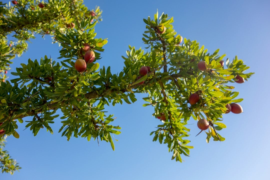 Fruiting branch of an argan tree against a blue sky