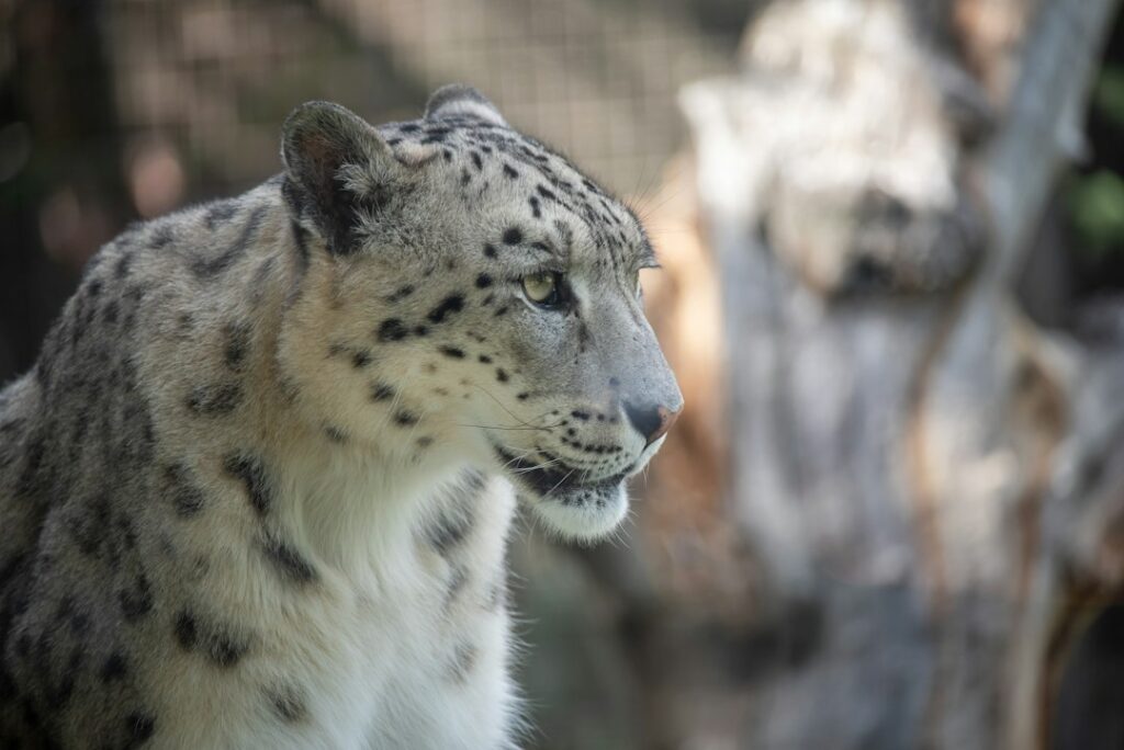 International Day of the Snow Leopard 2026